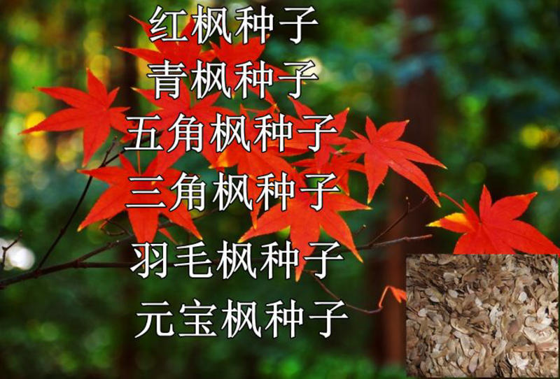 枫树种子青枫种子红枫种子元宝枫种子榨油鸡爪槭种子彩叶