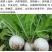 四季白丁萝卜种子小型水果萝卜种子上市早口感脆嫩