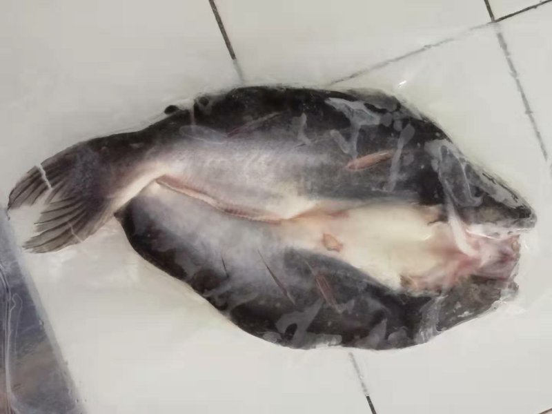 腌制巴沙鱼
