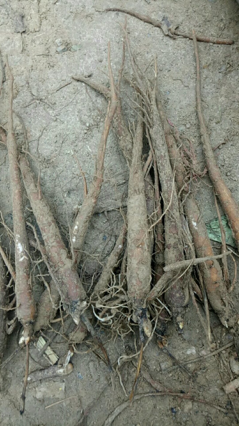 二年生赤芍种苗大量出售新年第一天发表