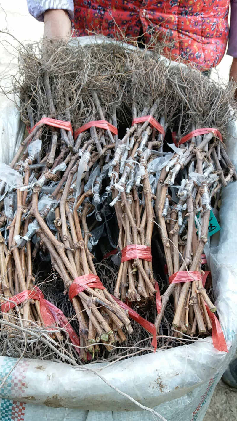 阳光玫瑰葡萄苗浙江金华葡萄苗，5bb砧木嫁接苗