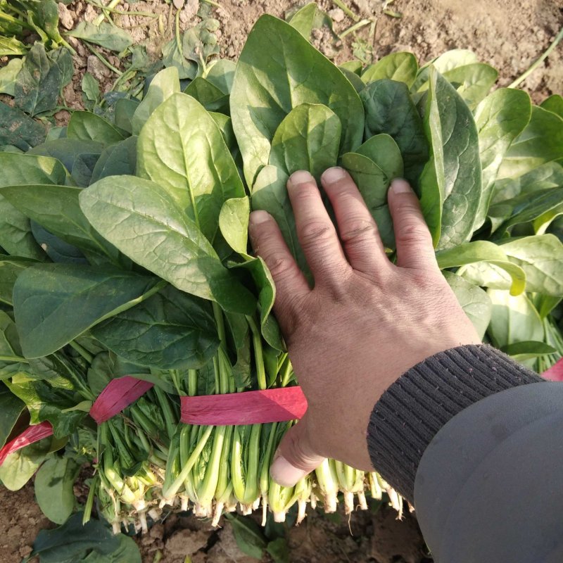 菠菜❤️❤️❤️，山东惠民万亩菠菜基地！