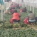菠菜❤️❤️❤️，山东惠民万亩菠菜基地！