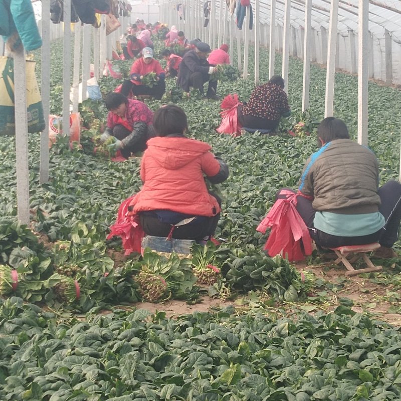 菠菜❤️❤️❤️，山东惠民万亩菠菜基地！
