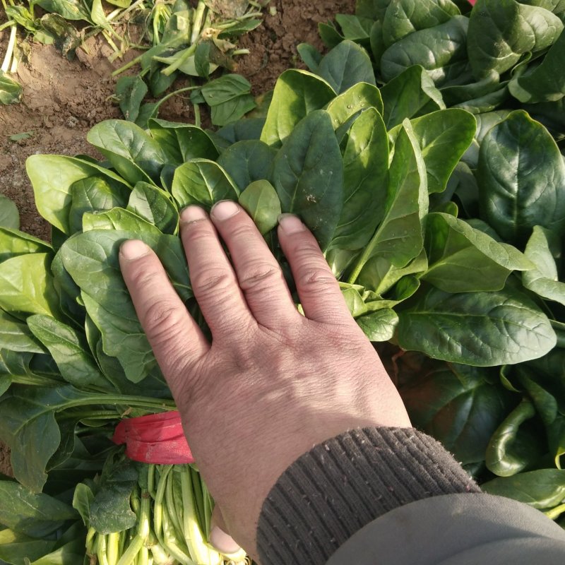 菠菜❤️❤️❤️，山东惠民万亩菠菜基地！