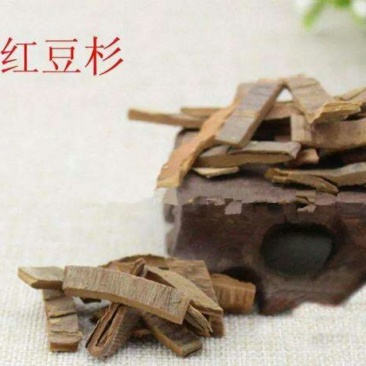 红豆杉千余品种供应承接订单