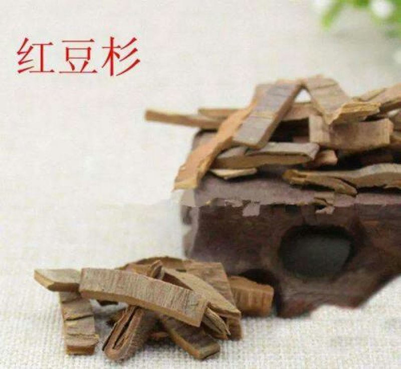 红豆杉千余品种供应承接订单