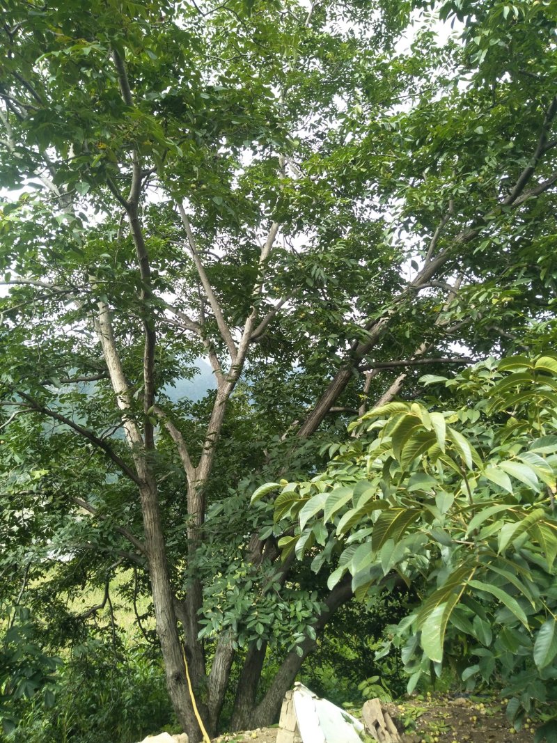 本地品种核桃