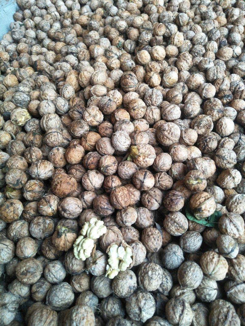 本地品种核桃