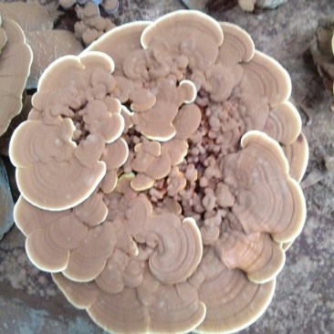 食用菌鲜货