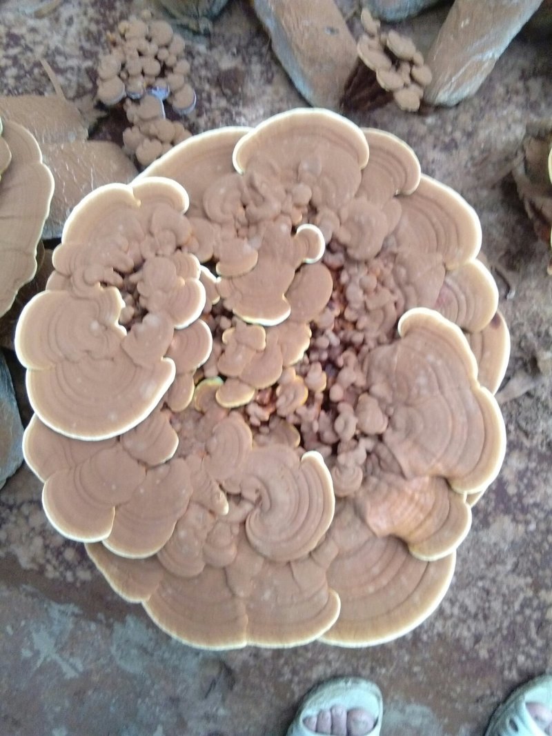 食用菌鲜货