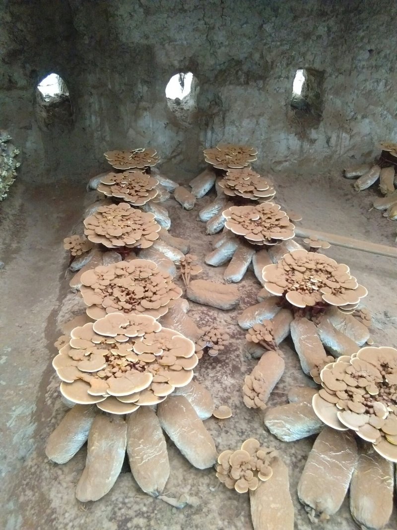 食用菌鲜货