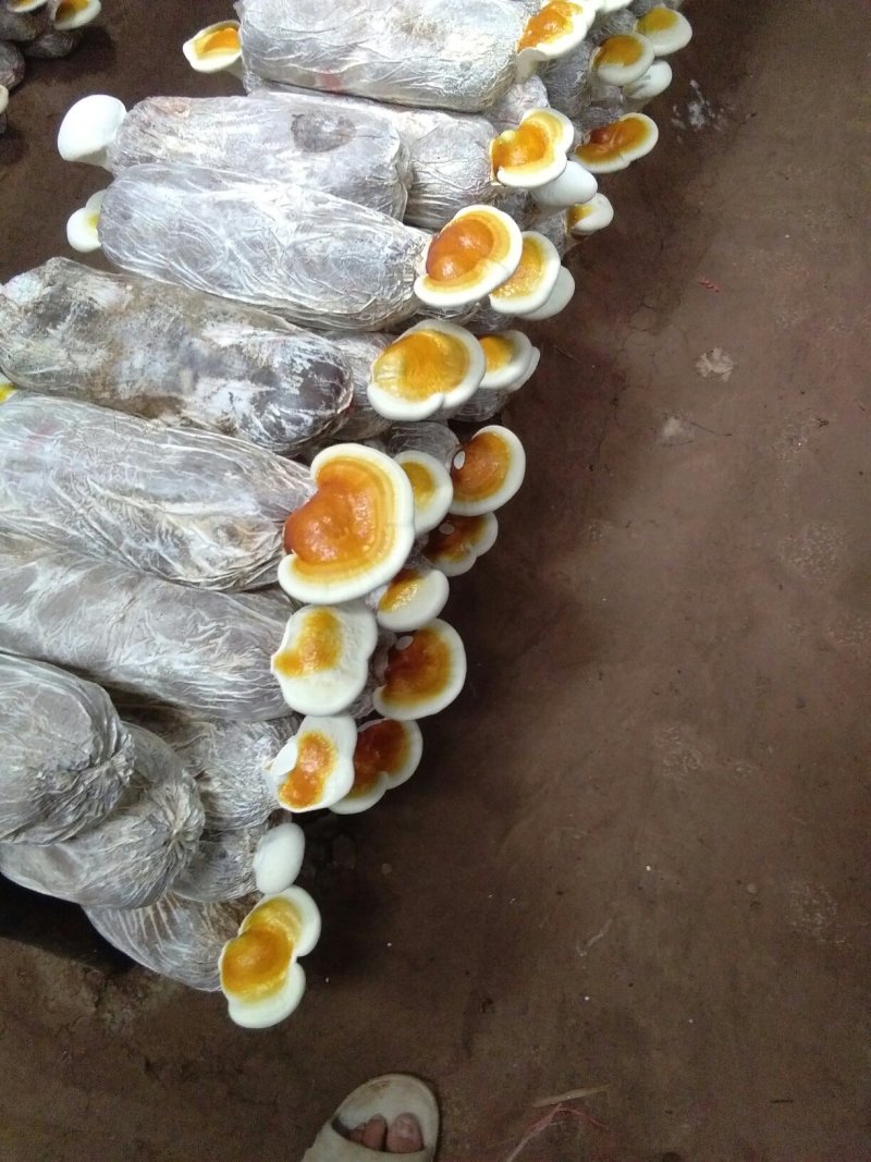 食用菌鲜货