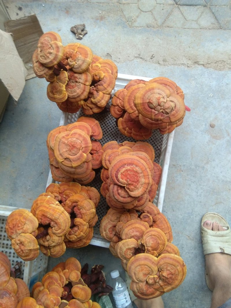 食用菌鲜货
