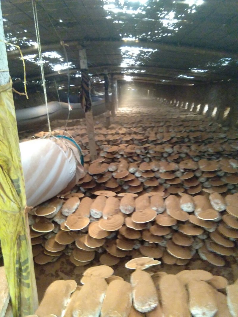 食用菌鲜货