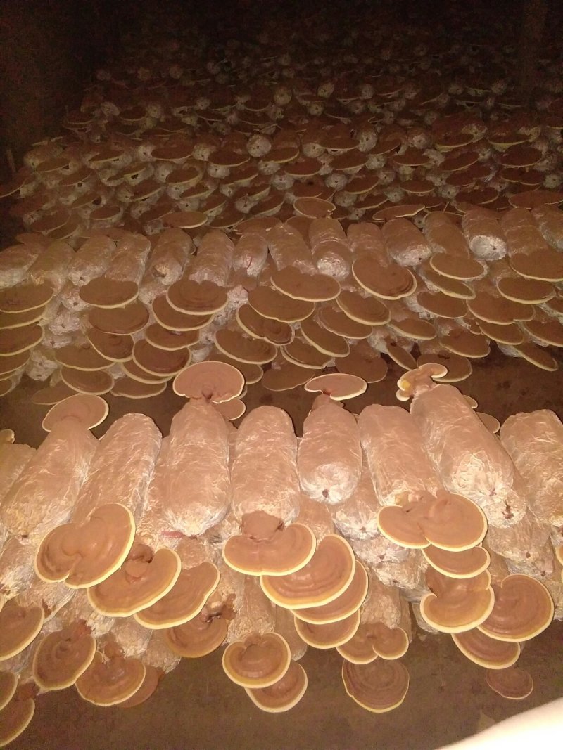 食用菌鲜货