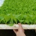 白菜苗，抗根肿，基地直供，大产量，全年供应，株高15厘米