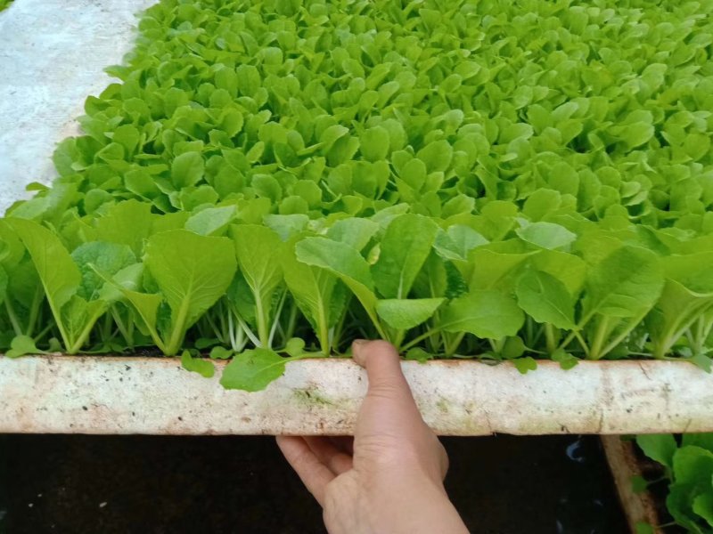 白菜苗，抗根肿，基地直供，大产量，全年供应，株高15厘米