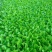 白菜苗，抗根肿，基地直供，大产量，全年供应，株高15厘米