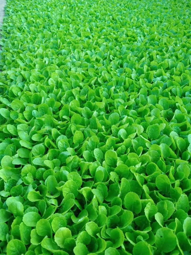 白菜苗，抗根肿，基地直供，大产量，全年供应，株高15厘米