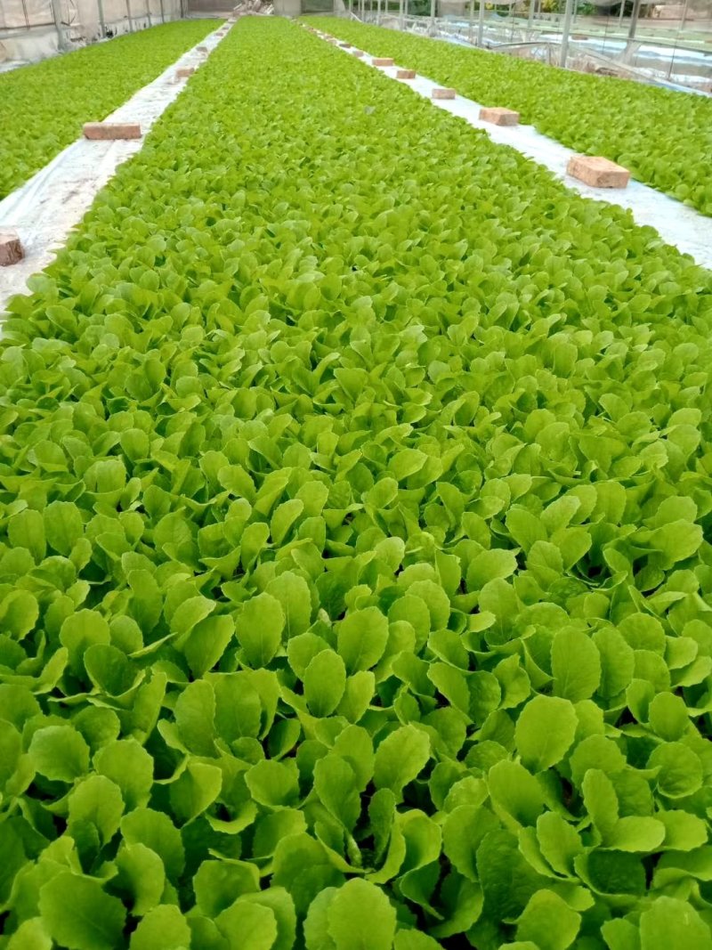 白菜苗，抗根肿，基地直供，大产量，全年供应，株高15厘米