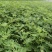 波姬红无花果苗，无花果苗，金傲芬，布兰瑞克