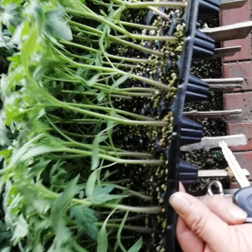 花生果西红柿苗。山东省青州人付增久欢迎你