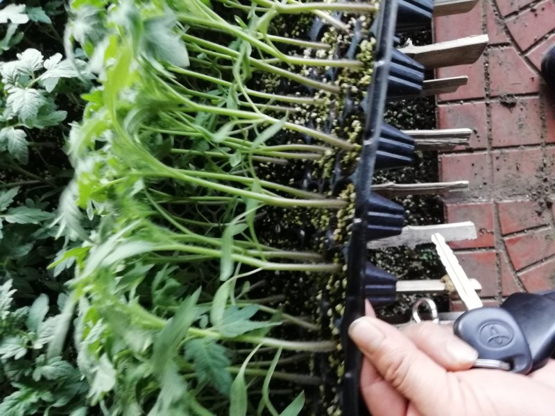 花生果西红柿苗。山东省青州人付增久欢迎你