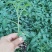 花生果西红柿苗。山东省青州人付增久欢迎你