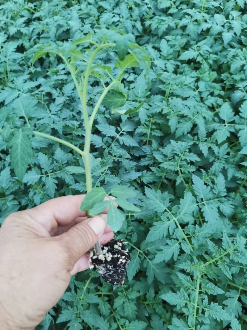 花生果西红柿苗。山东省青州人付增久欢迎你