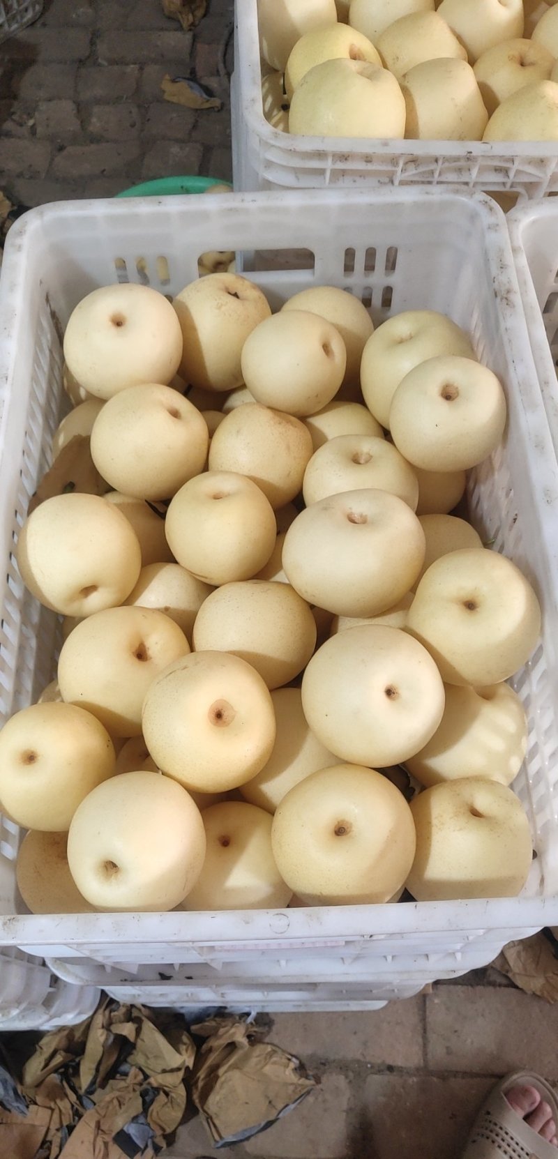 皇冠秋月元黄晚秋梨金磊果品站大量供货纸袋250~350g