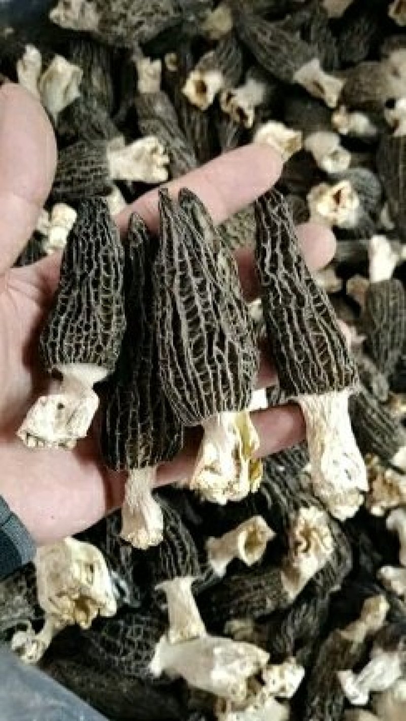 新彊土特产，精品天然纯手工摘采山货《羊肚菌》