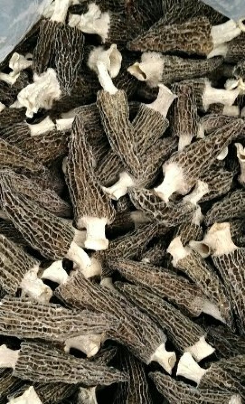 新彊土特产，精品天然纯手工摘采山货《羊肚菌》