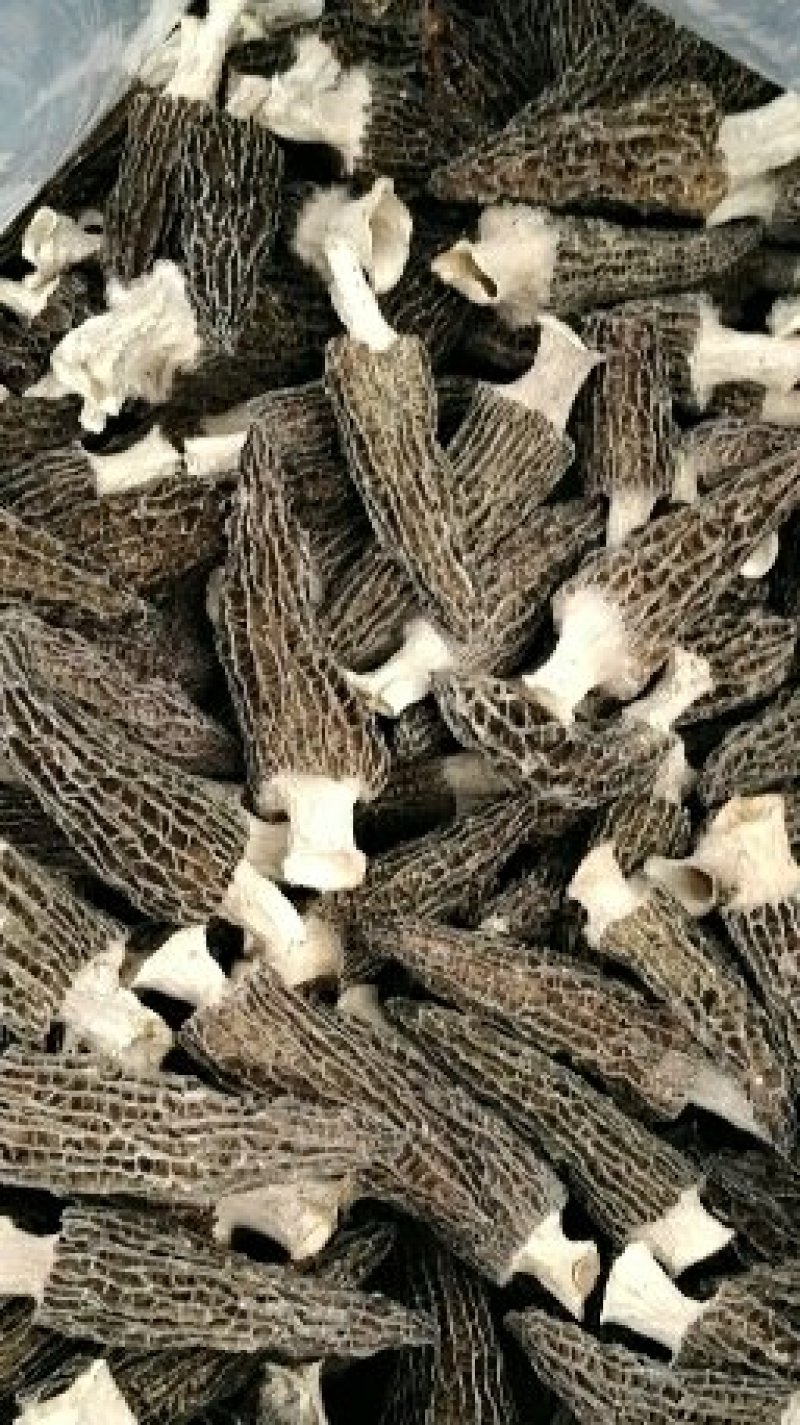 新彊土特产，精品天然纯手工摘采山货《羊肚菌》