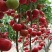 西红柿