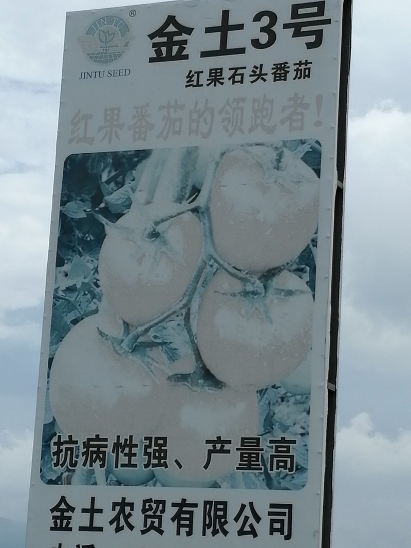 西红柿