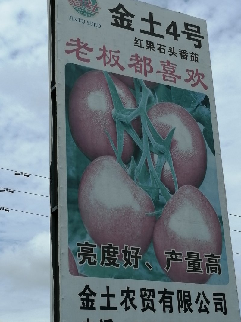 西红柿