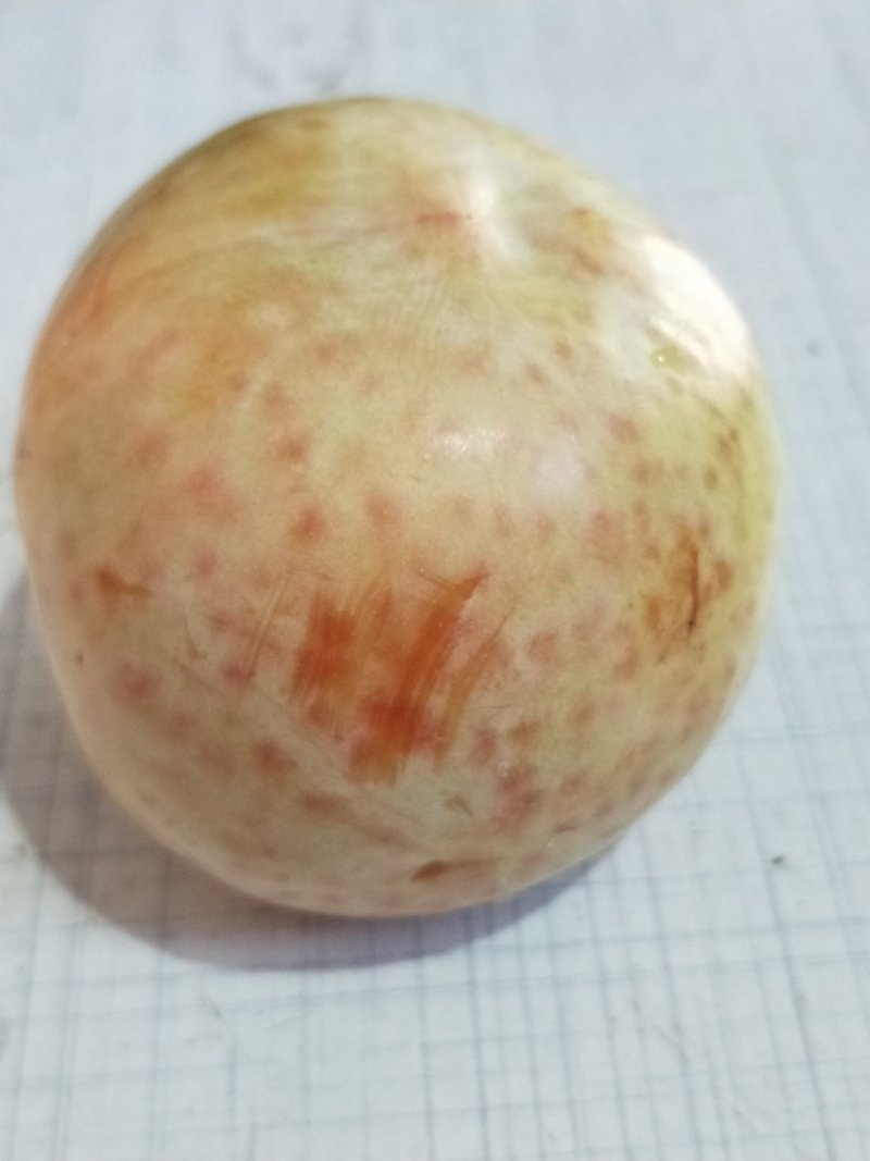 恐龙蛋李子8月上旬成熟口感很好，有苗销售，还有风味玫瑰。