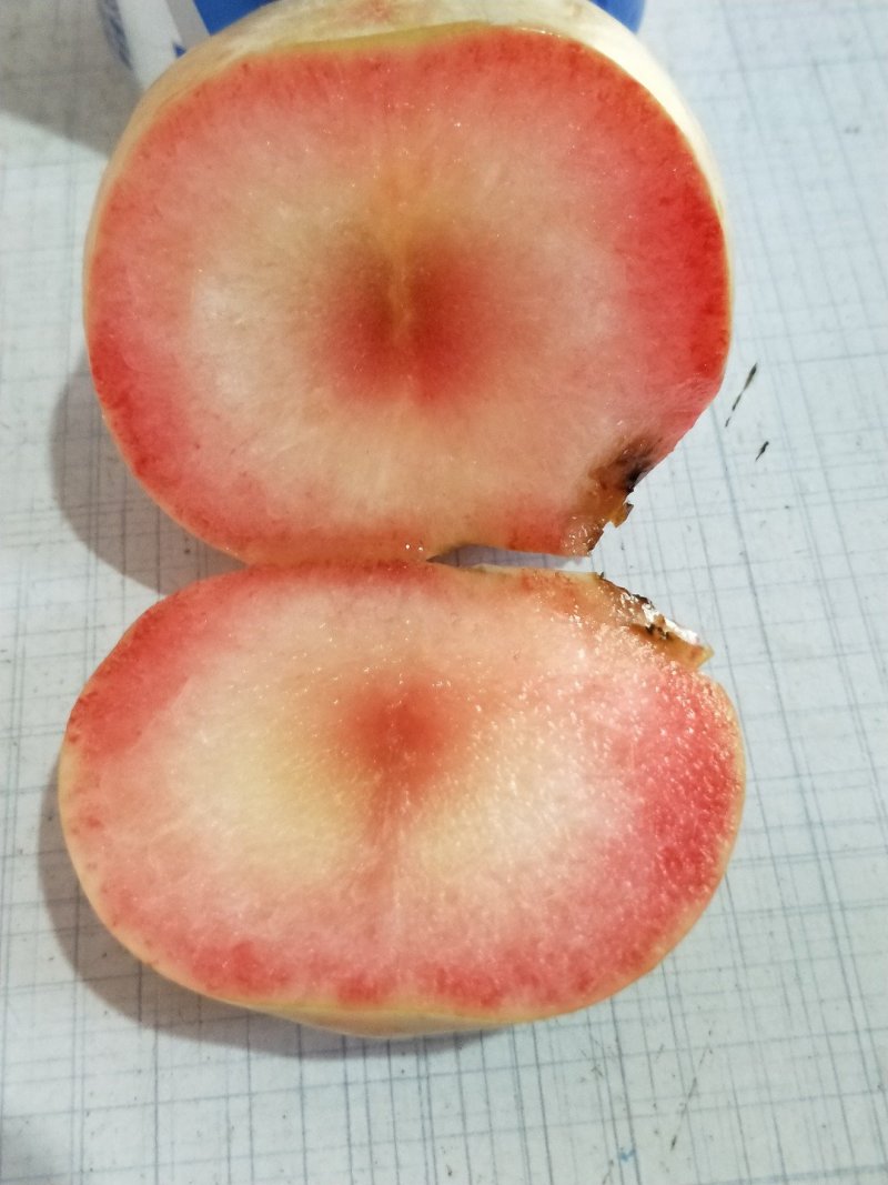 恐龙蛋李子8月上旬成熟口感很好，有苗销售，还有风味玫瑰。