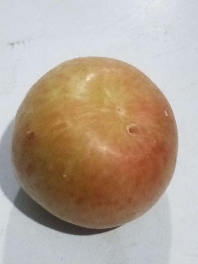 恐龙蛋李子8月上旬成熟口感很好，有苗销售，还有风味玫瑰。