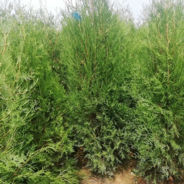 侧柏，各种规格的侧柏苗。