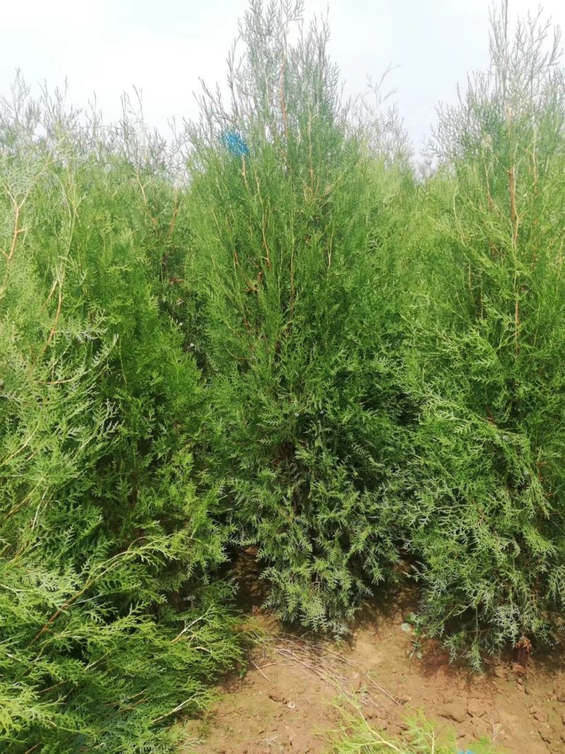 侧柏，各种规格的侧柏苗。