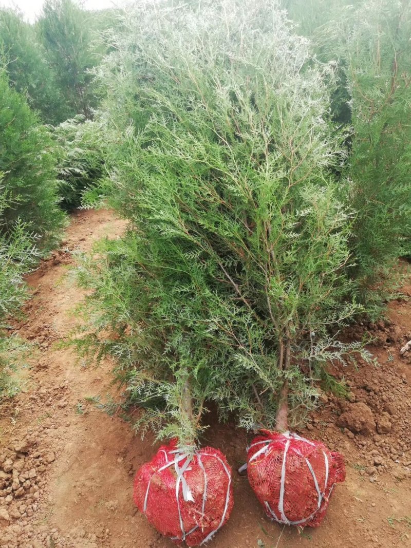 侧柏，各种规格的侧柏苗。