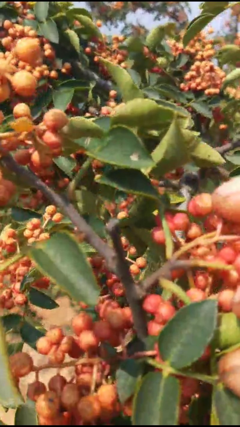 花椒苗，无刺花椒，大红袍。狮子头。