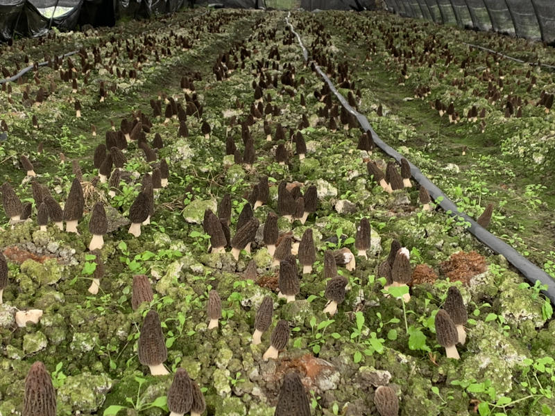 2023四川羊肚菌六妹七妹栽培种大田用种10亩以上包回收