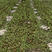 2023四川羊肚菌六妹七妹栽培种大田用种10亩以上包回收