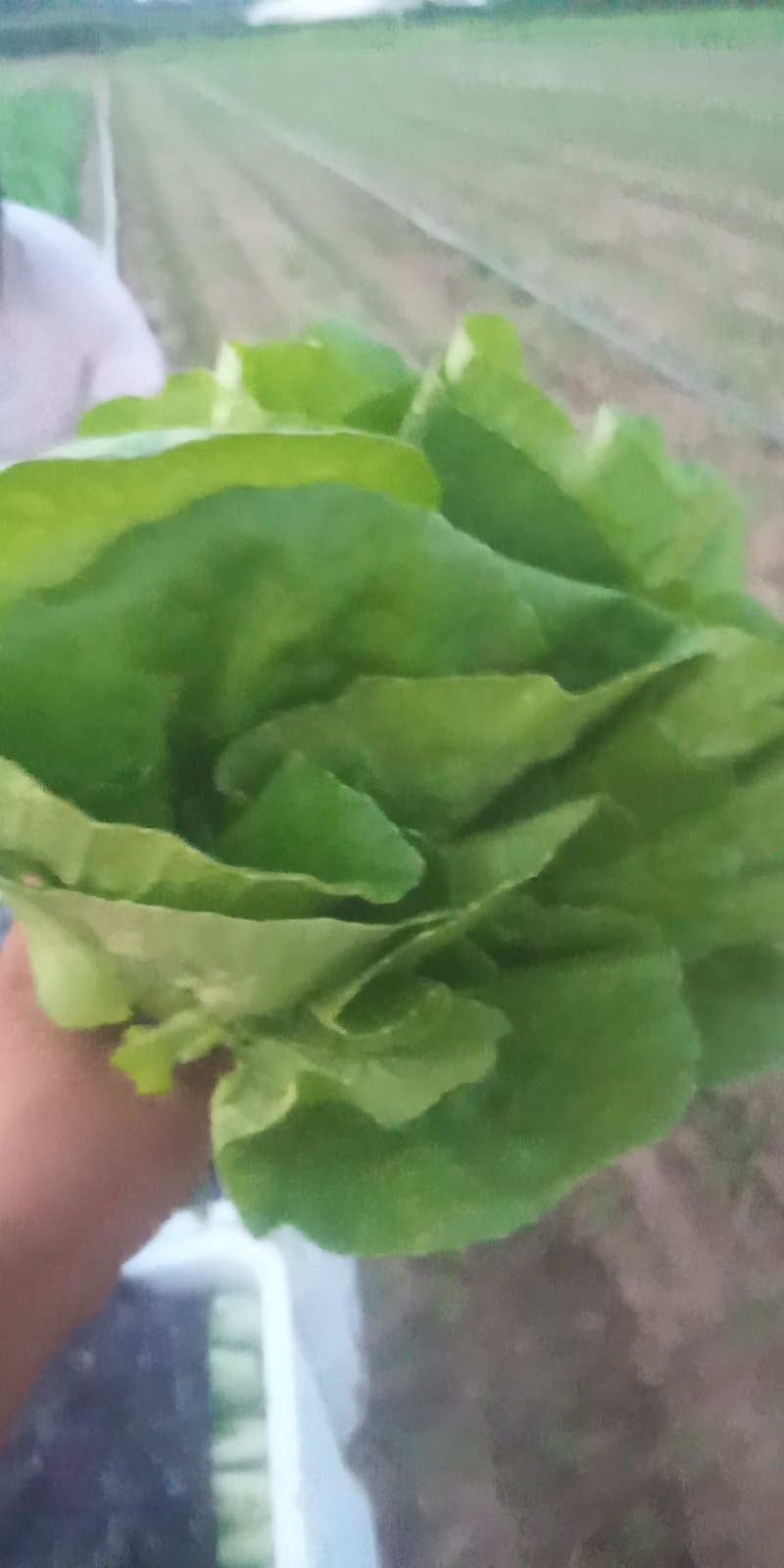 代收代发各种精品叶菜