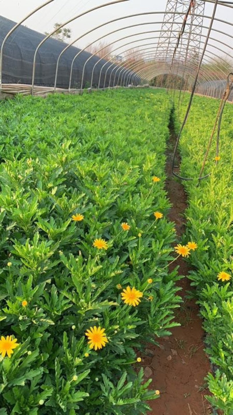 木春菊云南木春菊杯苗木春菊种植销售木春菊10杯