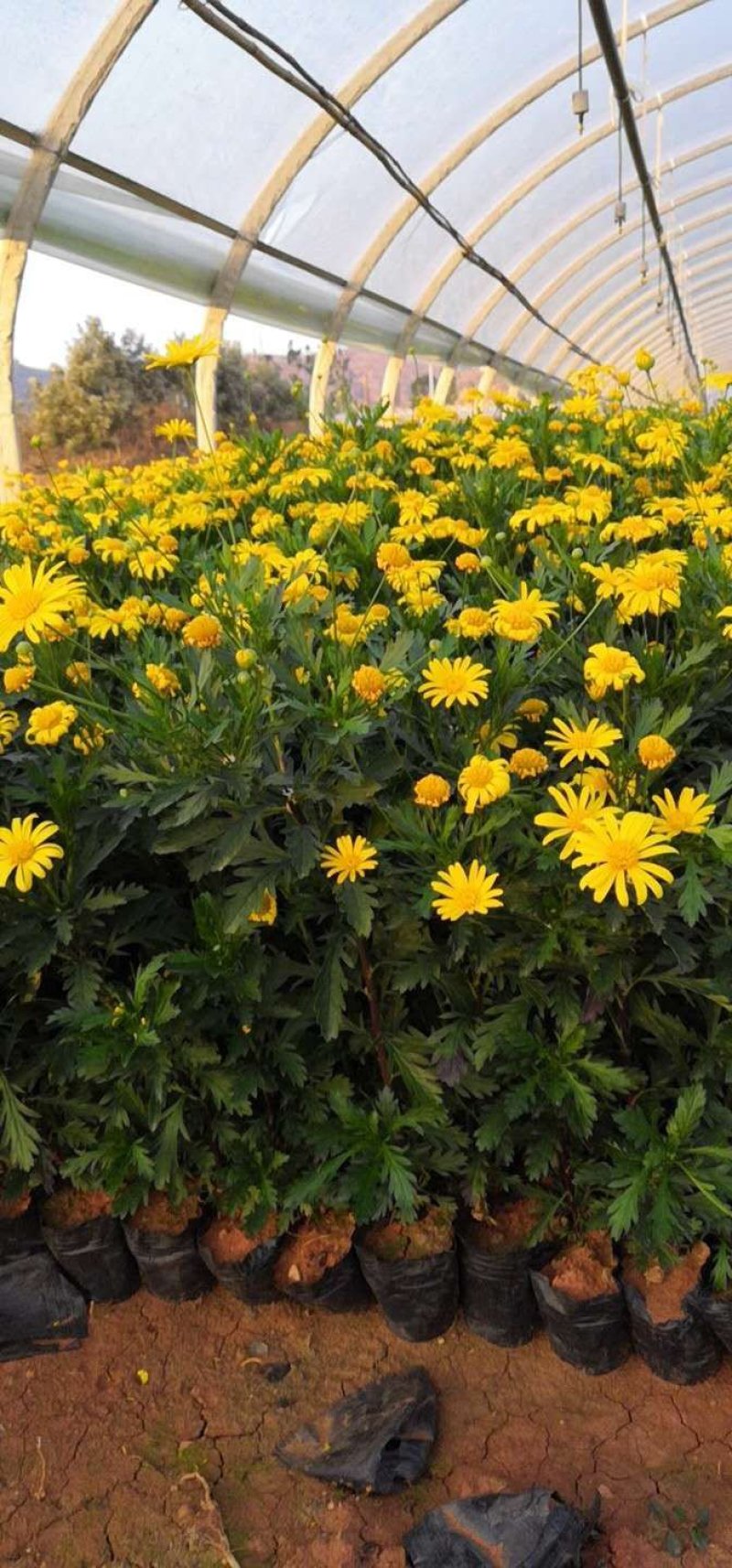 木春菊云南木春菊杯苗木春菊种植销售木春菊10杯