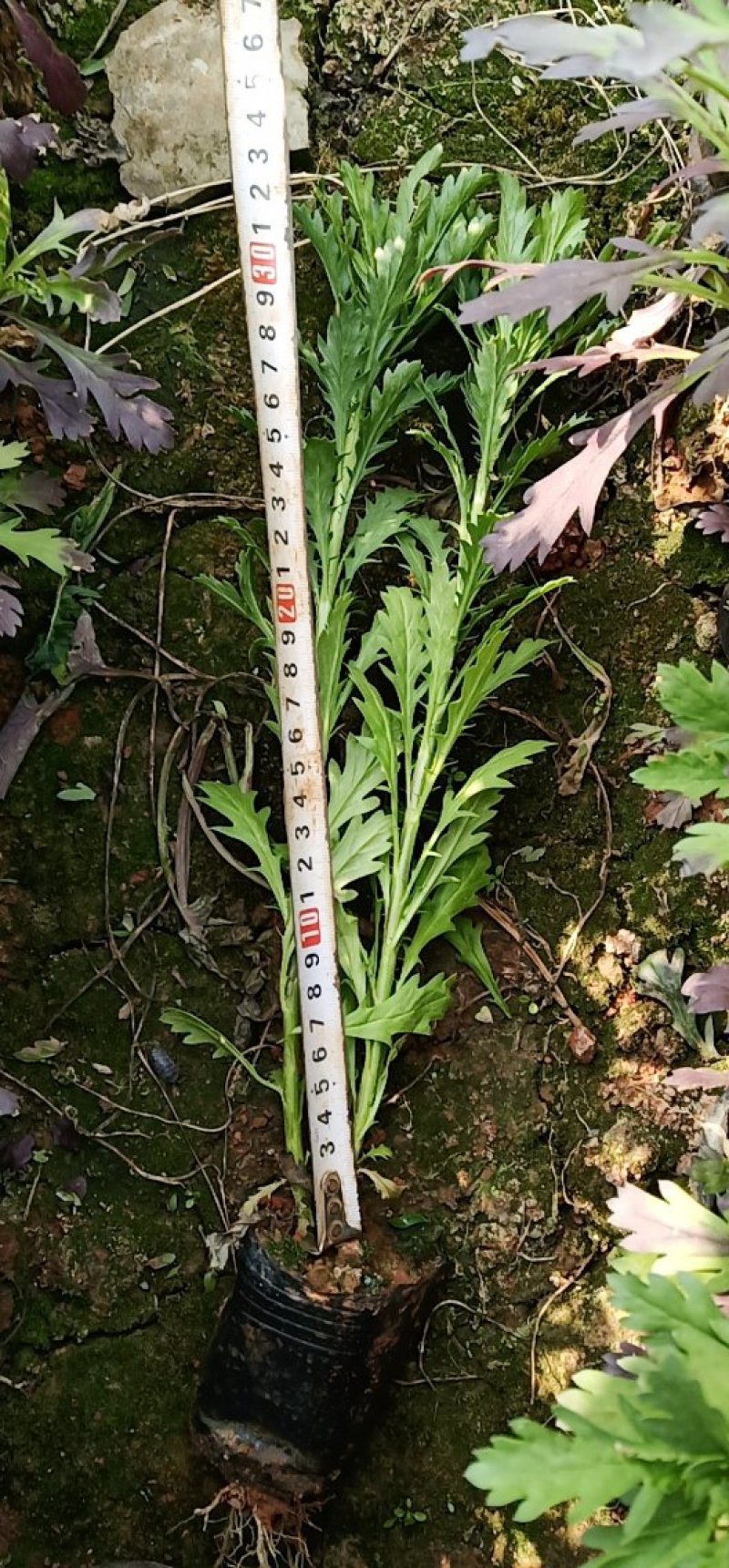 木春菊云南木春菊杯苗木春菊种植销售木春菊10杯